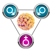 HPV no homem